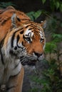 Close up portrait of mature Siberian tiger male Royalty Free Stock Photo