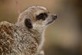 Portrait of a meerkat