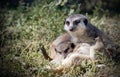 Portrait of a meerkat with baby Royalty Free Stock Photo