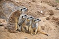 Close up portrait of meerkat family Royalty Free Stock Photo