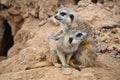 Close up portrait of meerkat family looking away Royalty Free Stock Photo