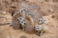 Close up portrait of meerkat family looking away Royalty Free Stock Photo