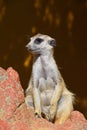 Close up portrait of meerkat looking away Royalty Free Stock Photo