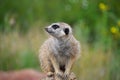 Close up portrait of meerkat looking away Royalty Free Stock Photo