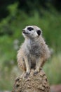 Close up portrait of meerkat looking away Royalty Free Stock Photo