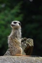 Close up portrait of meerkat looking away Royalty Free Stock Photo