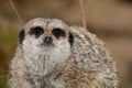 Portrait of a meerkat