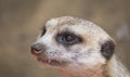 Close up portrait of a Meerkat