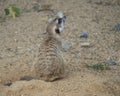 Close up portrait of sitting meerkat or suricate, Suricata suricatta profile side view, selective focus, copy space for Royalty Free Stock Photo