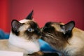 Close Up Portrait Of Mekong Bobtail Cat Kitten At Red Background