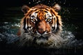 A close up portrait of mesmerizing tiger photography created with generative AI technology Royalty Free Stock Photo