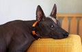 Close up portrait of mexican hairless breed dog named xoloitzcuintle, ancient and unusual, with dark skin color, ginger and white