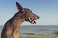 Close up portrait of a Mexican Hairless Dog Xoloitzcuintle, Xolo on a sandy beach against the blue sky