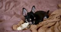 Close-up portrait of a miniature Chihuahua dog is on the bed on a soft blanket, scratching his teeth, nibbling a toy Royalty Free Stock Photo