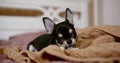 Close-up portrait of a miniature Chihuahua dog is on the bed on a soft blanket, scratching his teeth, nibbling a toy Royalty Free Stock Photo