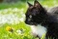 Close-up portrait of a mongrel black cat lying on the green grass of a meadow. Spring and summer time outdoors. Low angle view Royalty Free Stock Photo