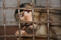 Close-up portrait of a monkey behind bars Royalty Free Stock Photo