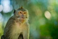 Close up portrait monkey. Royalty Free Stock Photo