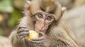 Curious Monkey Enjoying a Snack Royalty Free Stock Photo