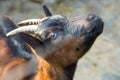 Close-up portrait of Mountain Goat Royalty Free Stock Photo