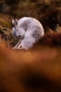 A close up portrait of a mountain hare