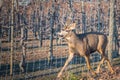 Close-up portrait of mule deer buck running past fenced orchard in autumn Royalty Free Stock Photo