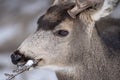 Close up portrait of a mule deer eating twigs and grasses in the winter