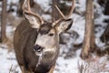 Close up portrait of a mule deer eating twigs and grasses in the winter