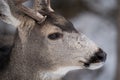 Close up portrait of a mule deer, side view, with snow on nose and snout Royalty Free Stock Photo