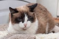 A close-up of a portrait of a multicolored, well-fed elderly lazy cat, with blue eyes. Fluffy tricolor noble perfect cat