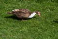 Close up portrait of a Muscovy duck Royalty Free Stock Photo