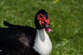 Close up portrait of a Muscovy duck Royalty Free Stock Photo