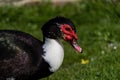 Close up portrait of a Muscovy duck Royalty Free Stock Photo