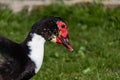 Close up portrait of a Muscovy duck Royalty Free Stock Photo