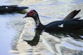 Close up portrait of a Muscovy duck bowing for the camera.blur photo Royalty Free Stock Photo