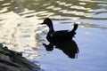 Close up portrait of a Muscovy duck bowing for the camera.blur photo Royalty Free Stock Photo