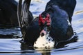 Close up portrait of a Muscovy duck bowing for the camera.blur photo Royalty Free Stock Photo