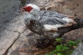 Close-up portrait of a muscovy duck on a rocky shore Royalty Free Stock Photo