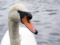 Close up portrait of mute swan Royalty Free Stock Photo