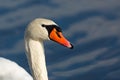 Close up portrait of a mute swan with wet head Royalty Free Stock Photo