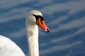 Close up portrait of a mute swan with wet head Royalty Free Stock Photo