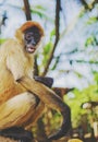 Spider monkey closeup