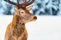 Close up portrait of noble deer against winter forest with snow in Rovaniemi, Lapland, Finland. Christmas winter image