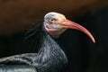 Close-up portrait of northern bald ibis with dark background