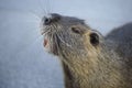 Close-up portrait of nutria.