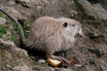 close up portrait of nutria eating bread