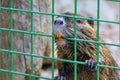 Close-up portrait of a nutria water rat Royalty Free Stock Photo