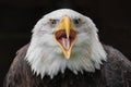 Close up portrait o a bald eagle Royalty Free Stock Photo