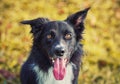 Close up portrait obedient joyful border collie dog looking up to his master, cheerful funny face mouth open showing long tongue.