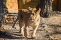 Close up portrait off beautiful little lion Royalty Free Stock Photo